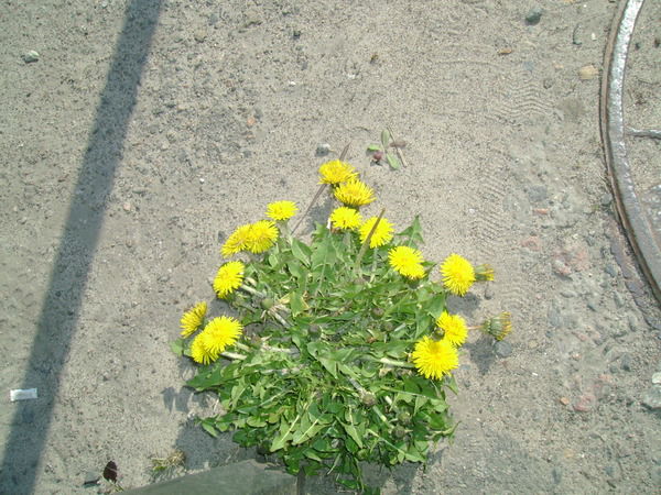 Ольга Дулина