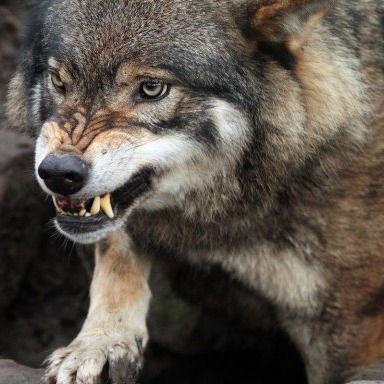 Владимир Бац