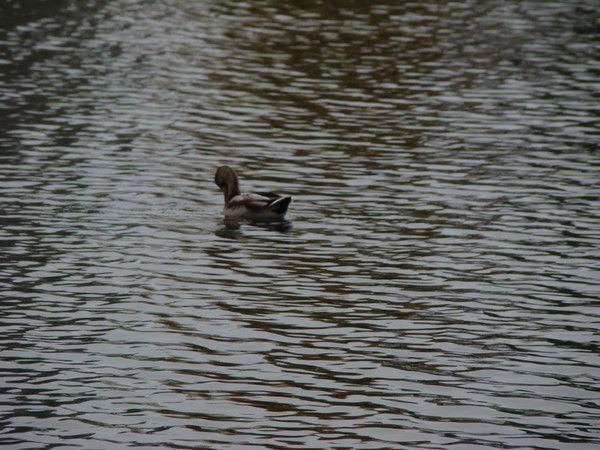 Утачка Га Га Га