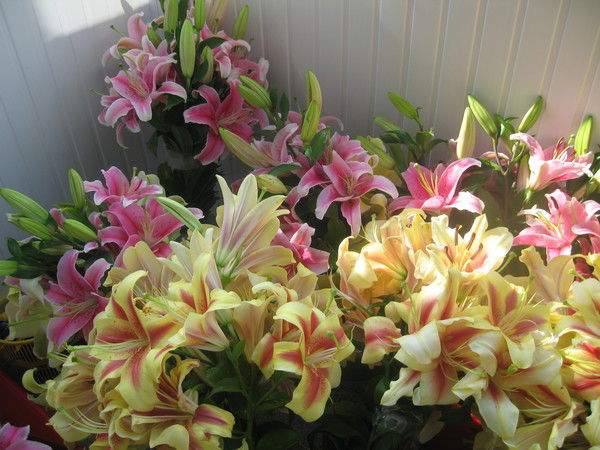 Ирина Дьячкова