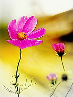 Элина Старченко