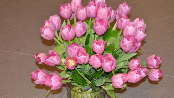 Томка Томка