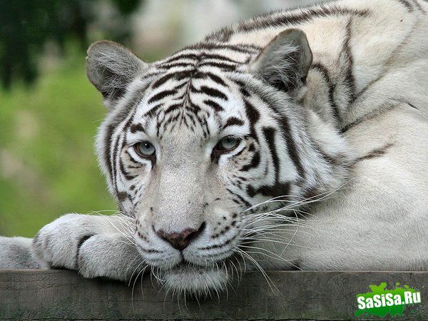 что лучше индийский или цейлонский чай. Смотреть фото что лучше индийский или цейлонский чай. Смотреть картинку что лучше индийский или цейлонский чай. Картинка про что лучше индийский или цейлонский чай. Фото что лучше индийский или цейлонский чай