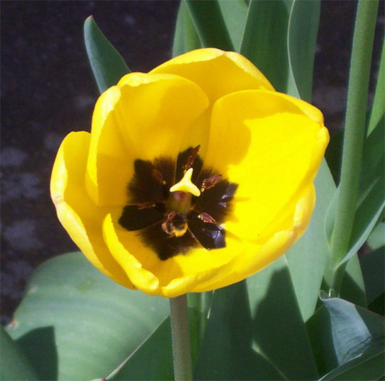 Гулайым Батырбасиева