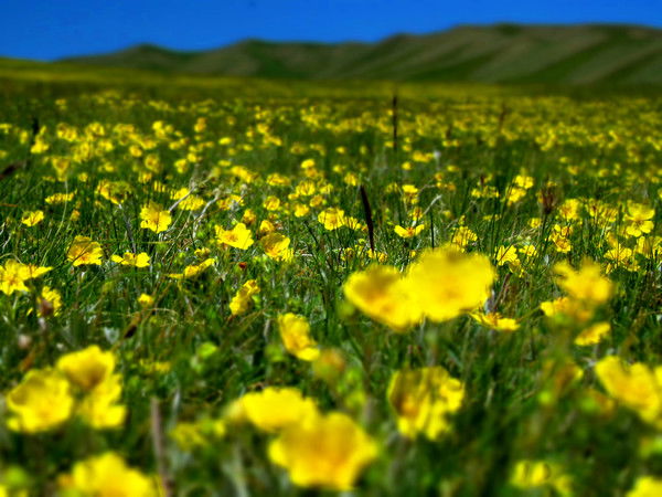 Бекболотова Рахат