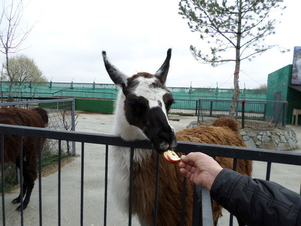 Ирина Боровикова