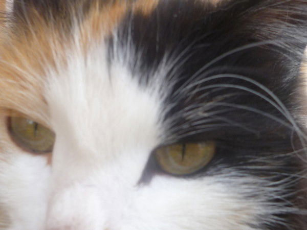 Галина Шундулина