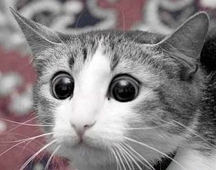 Иван Петров