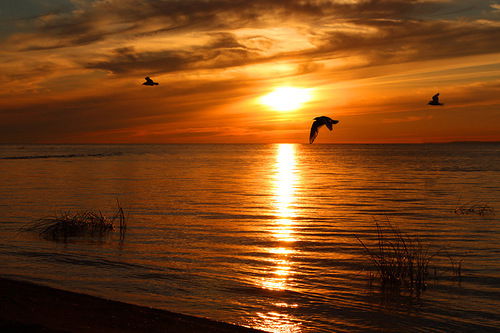 Николай К..,..кий