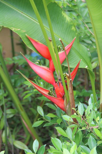 Анастасия Осоргина