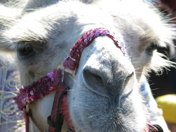 Роман Гудков