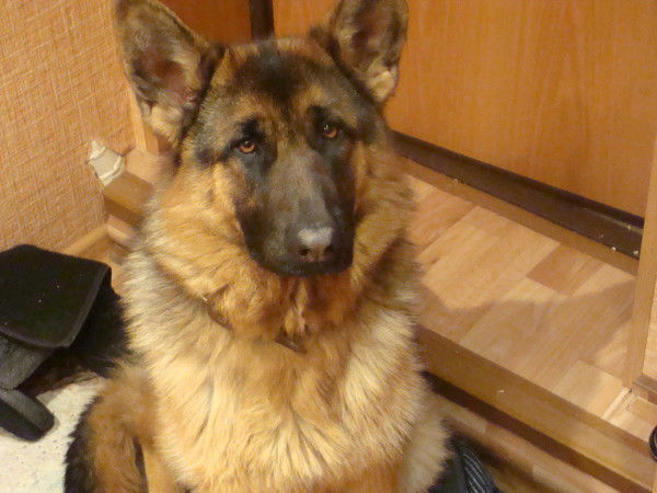 Роман Гринчишин