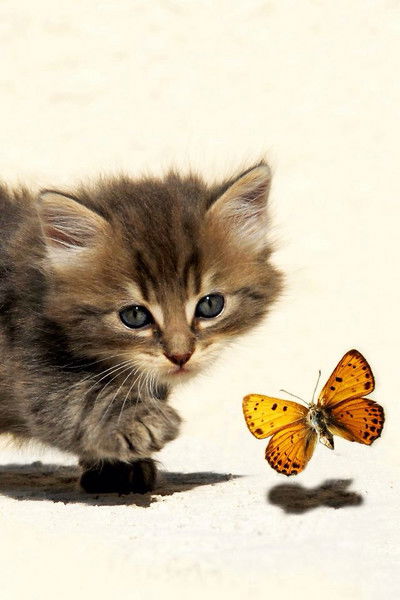 Елена Ковалева