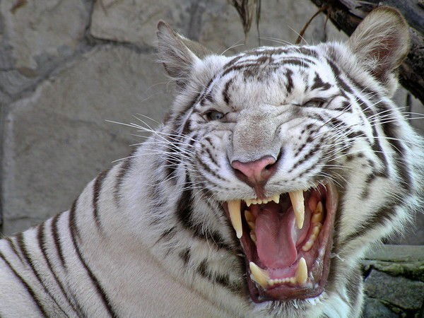 Отдел Шетский Гу Цон Кар Обл