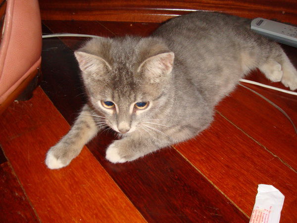 Света ****************