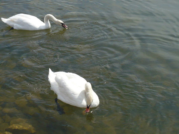 Юлия Новикова