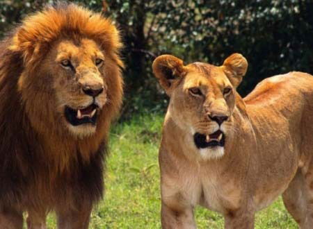 Шерзод Каримов