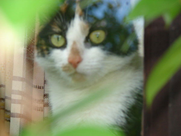 Анна Лапшакова