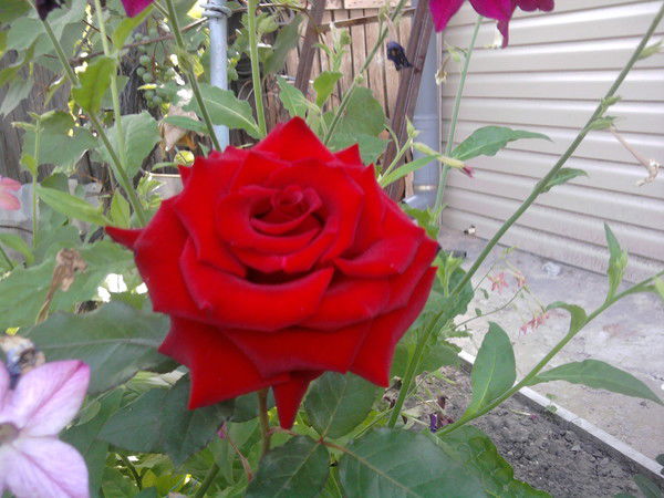 Ольга Курячая