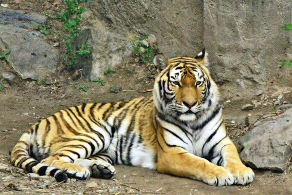 Андрей Андреев