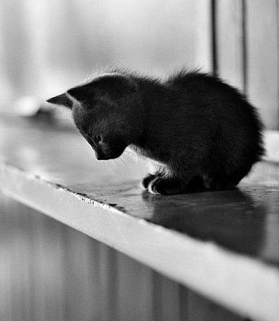 Дмитрий Пелёвин