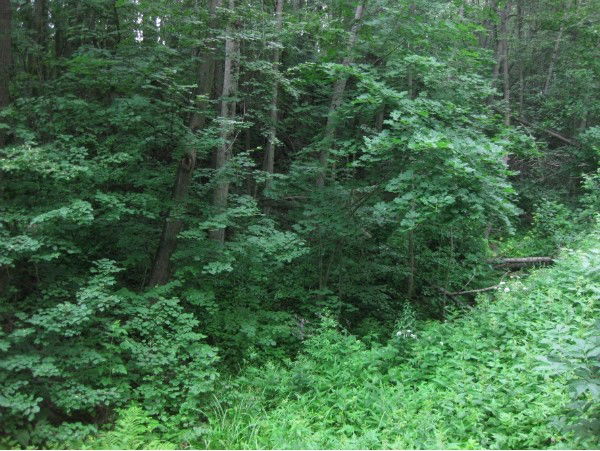 Четнева Ольга