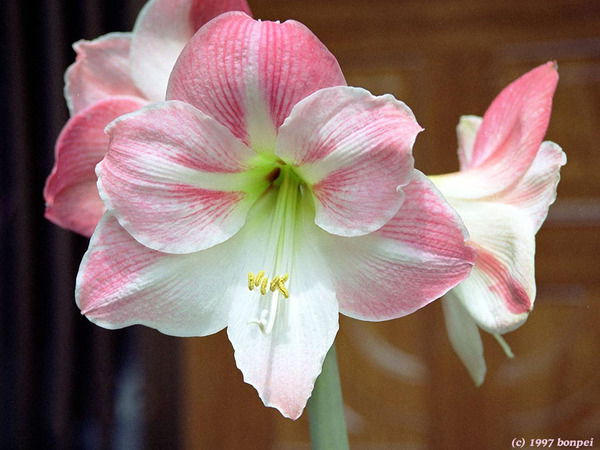 Лариса Апретова