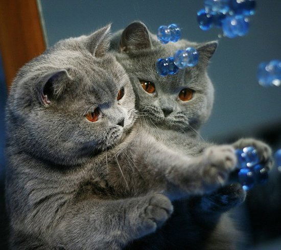 Светлана Башкова