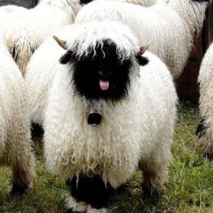 Максим Стрижов