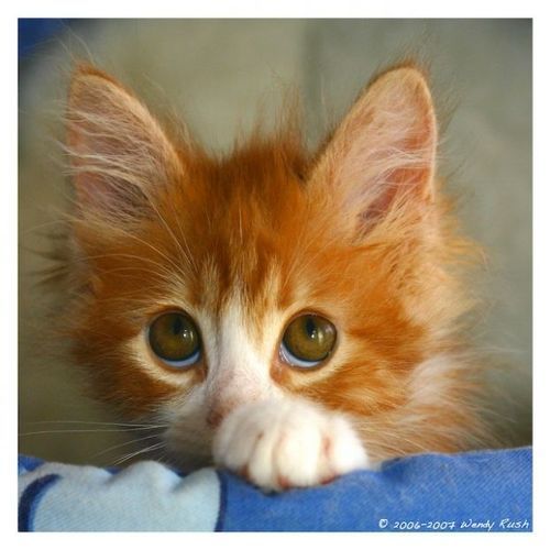 Капелька Солнца