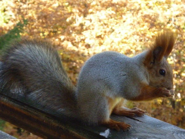 Тамара Астахова