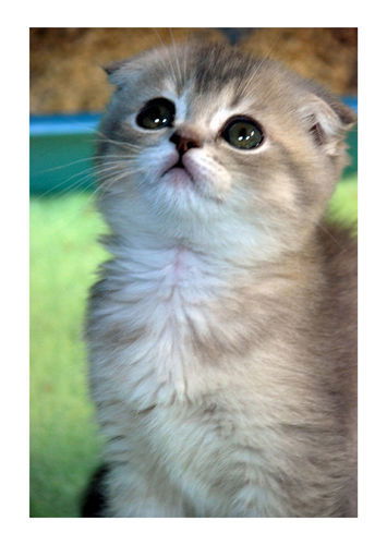 Лютик Римская