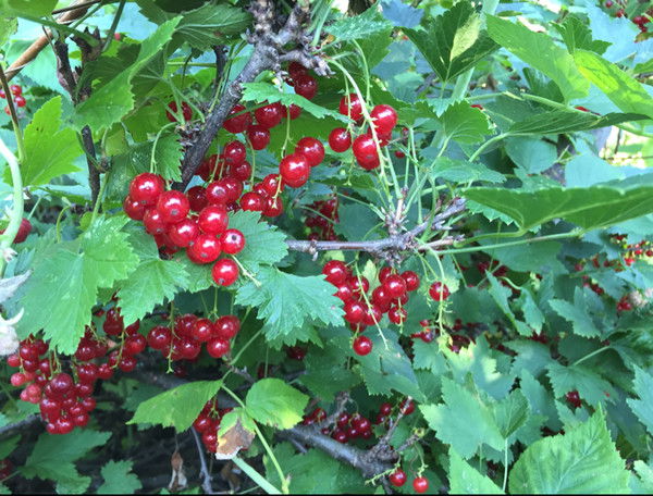 Вета Солнцева