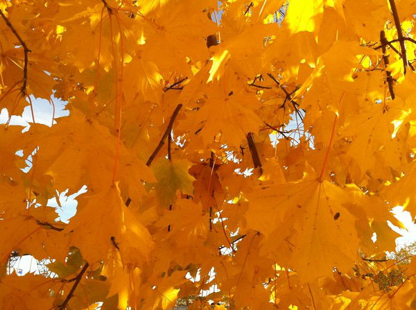 Анна Крупник