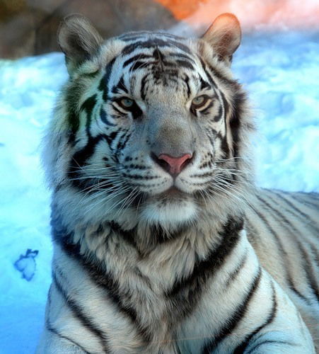 Паша Возный