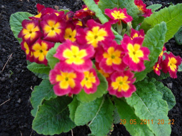 Татьяна Гончарова