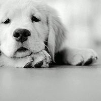 Заретточка Конфеточка