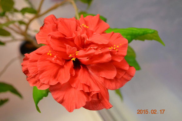 Ольга Сметанина