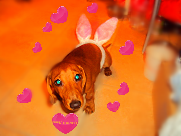 Тимофей Новиков