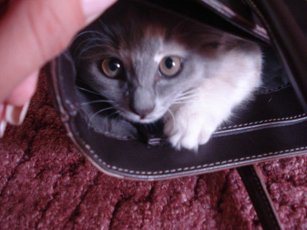 Инна Карчевская