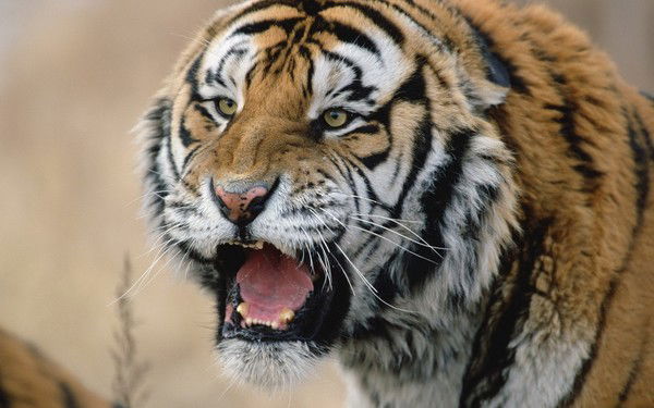 Николай Цыбусов