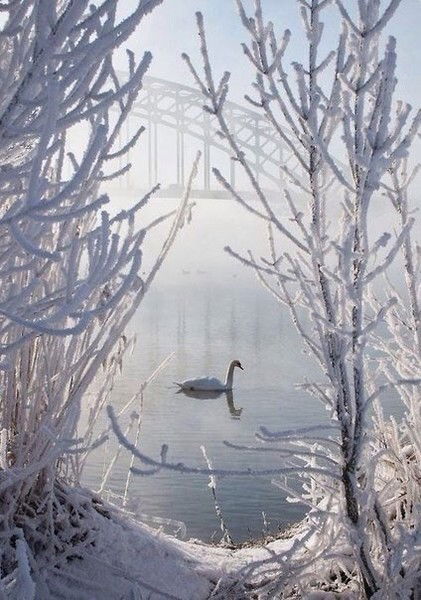 Светлана Тюлькина