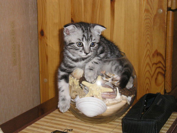 Татьяна Щербина