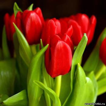 Жанат Тастанова