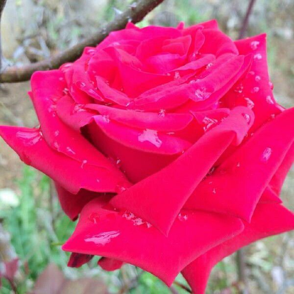 Полина Баранова