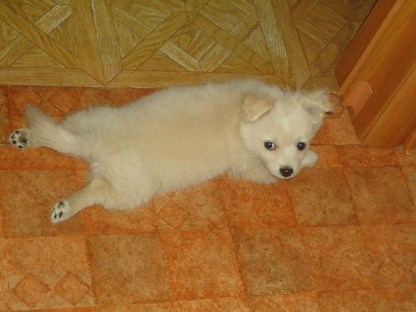 Анфиса Шишова