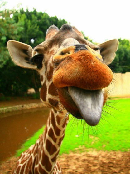 Евгений Деканюк