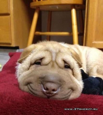 Светлана Чебыкина