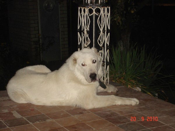 Анна Зуккель