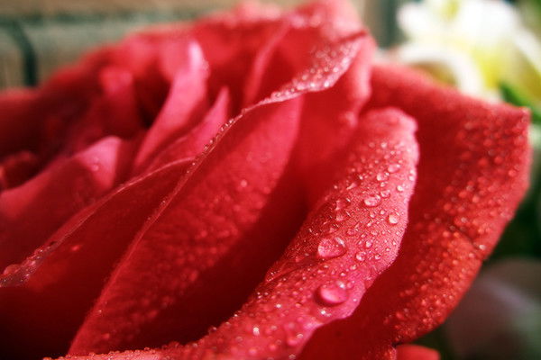 Индира Орынова